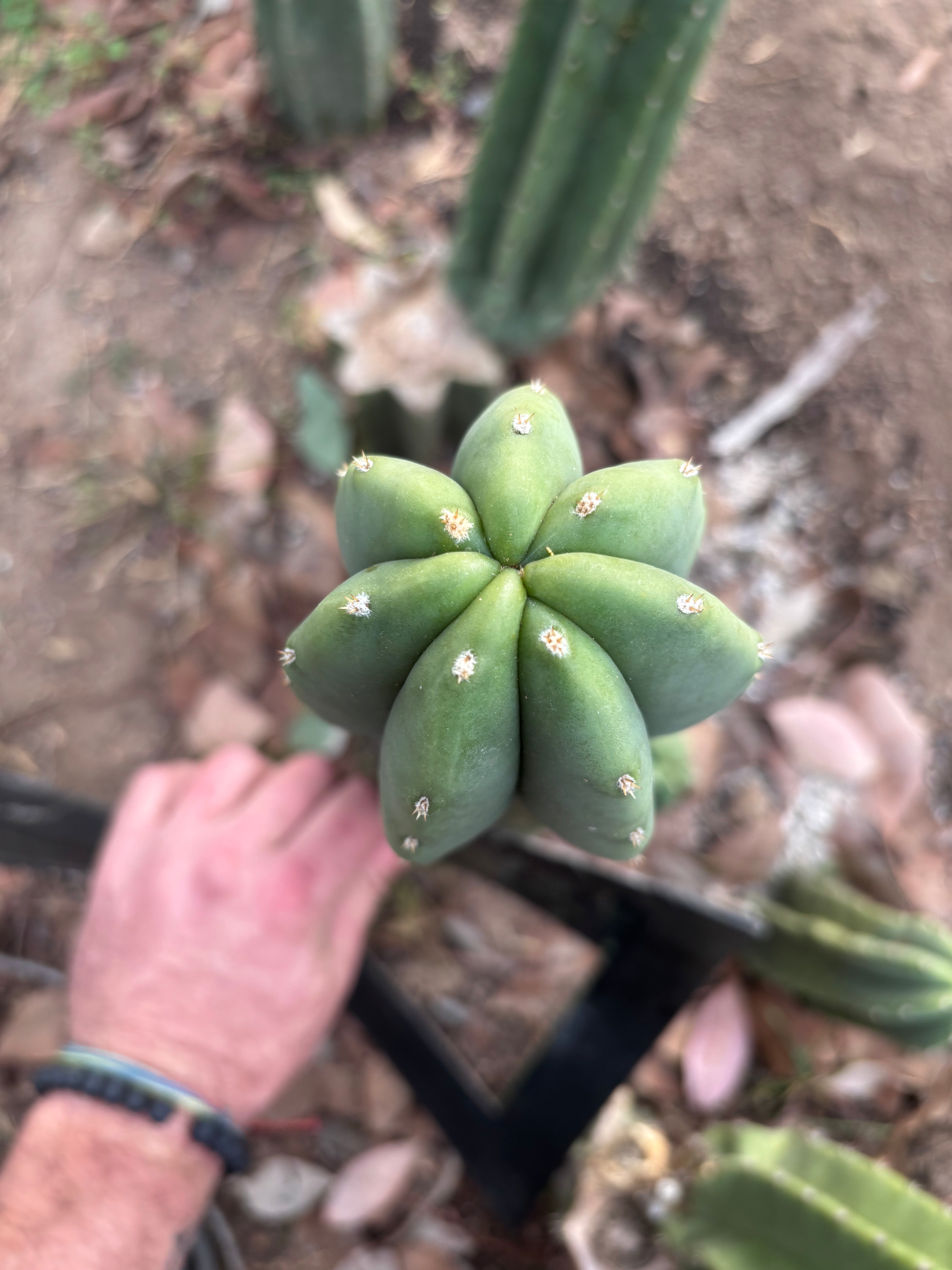 👑🌶️ Jonesy07 — 10” Tip