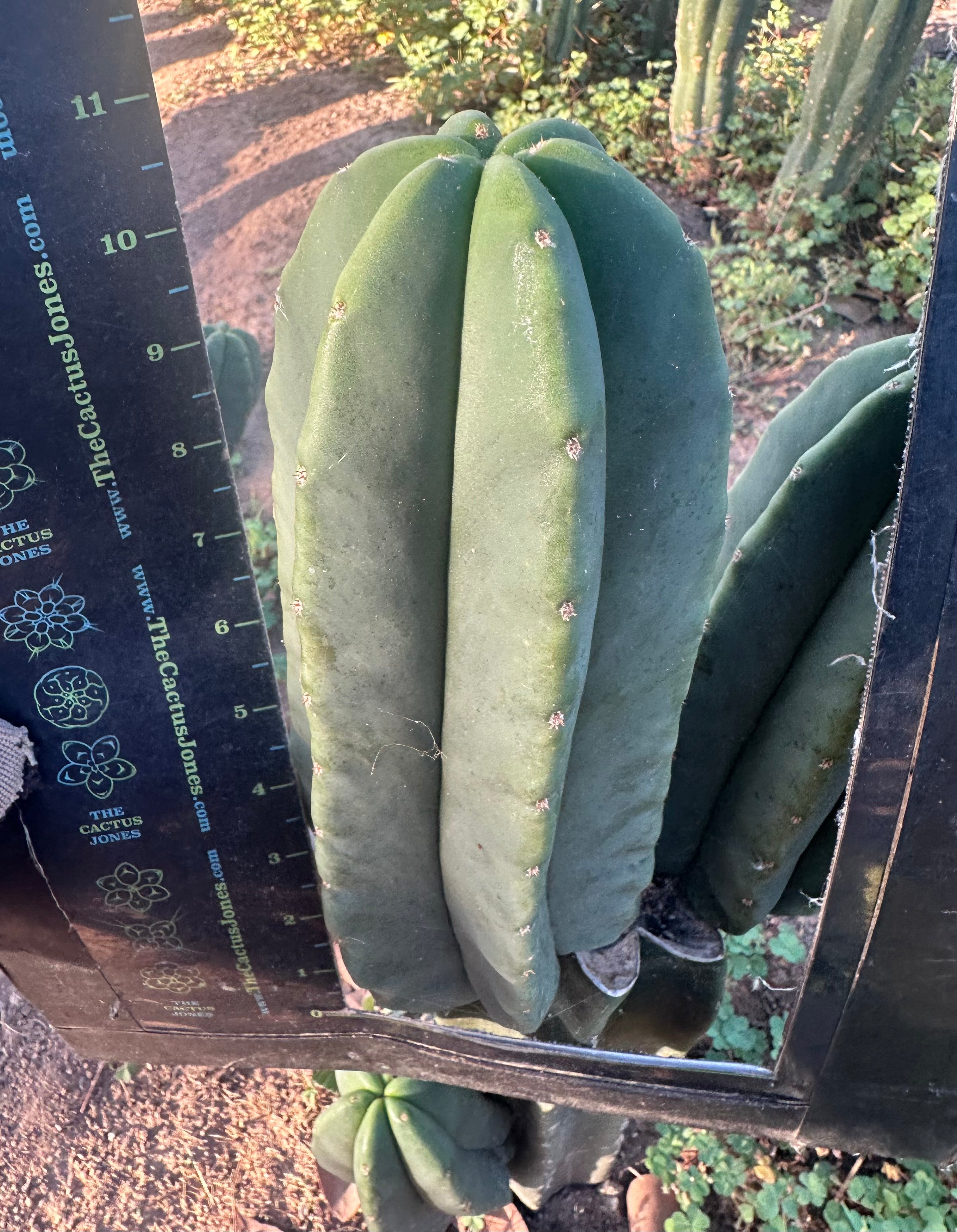 💎👑 Zed! — Fat 11” Pup