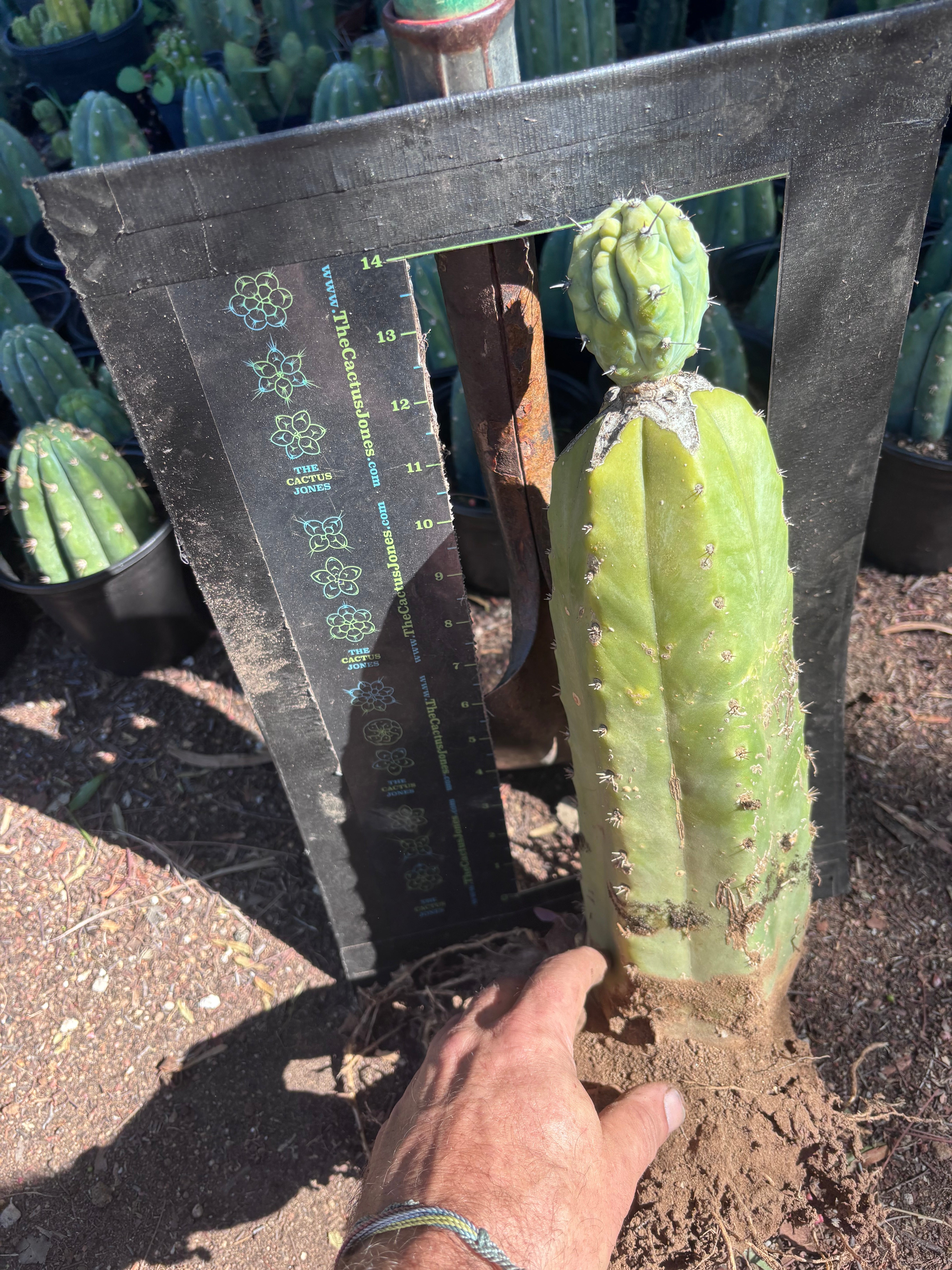 👑💎 Grecas — Established Tip Graft on Beefy Rooted PC