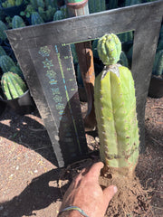 👑💎 Grecas — Established Tip Graft on Beefy Rooted PC