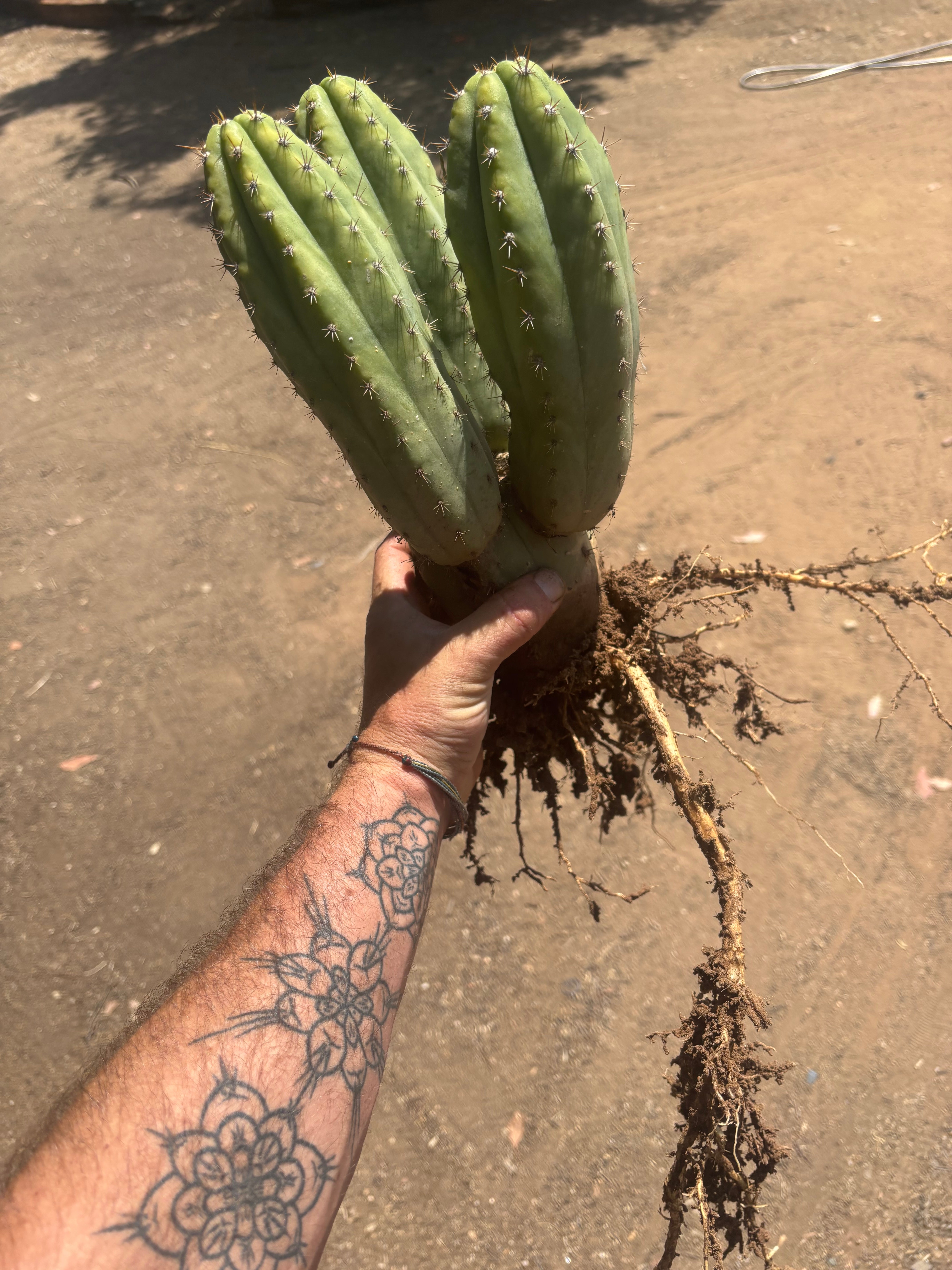 👑🌶️ Shine01 — Triple Pupped Mid with Crazy Roots