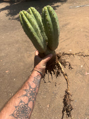 👑🌶️ Shine01 — Triple Pupped Mid with Crazy Roots