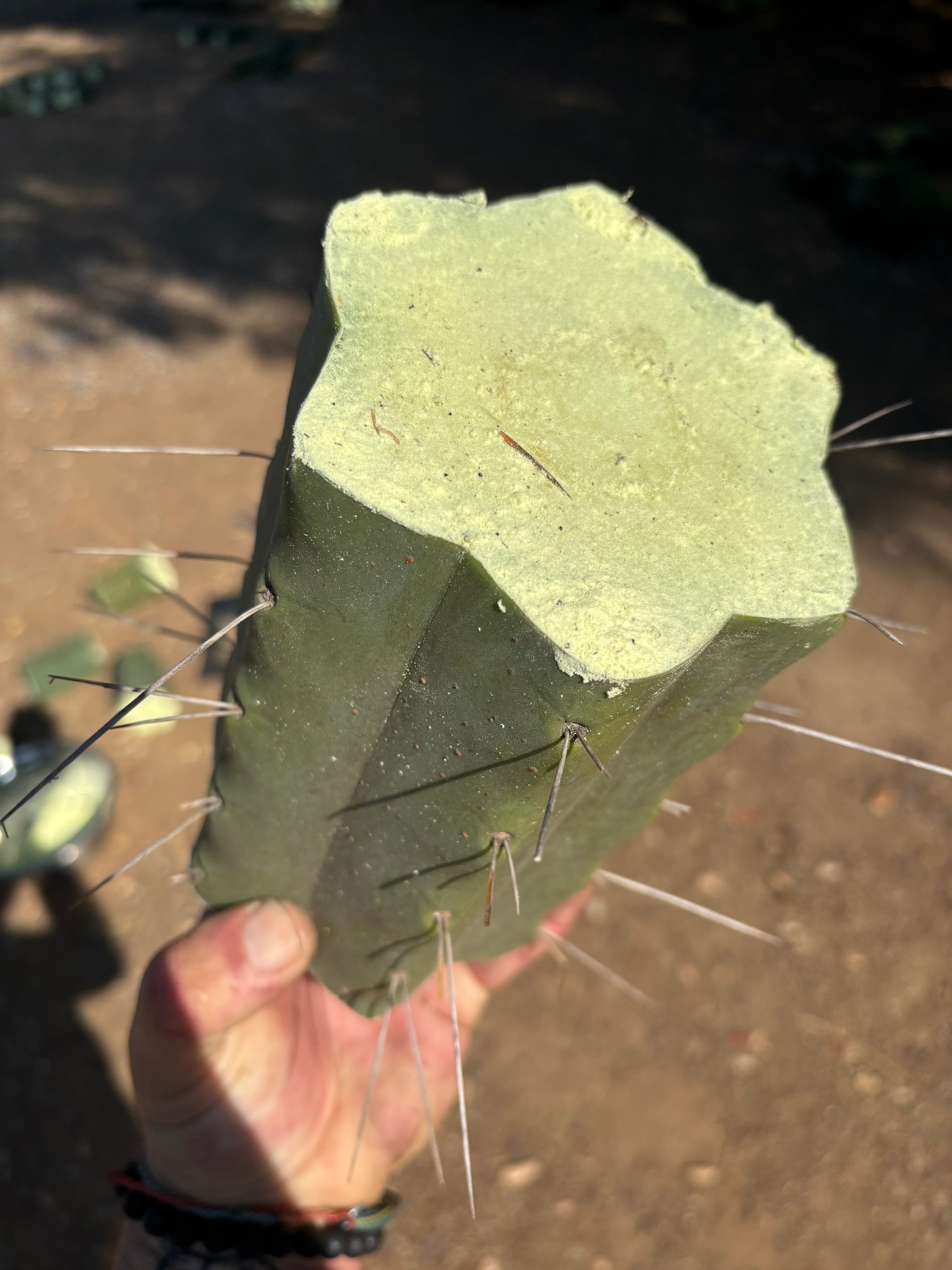 👑🌶️🌶️ Eileen — 7” Mega Mids