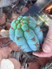 💎👑 Papa Smurf — 6” Grenade