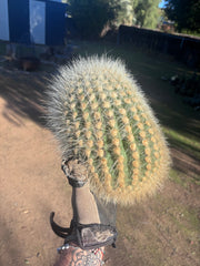 💎 T. Atacamensis — 11” x 9” Melon