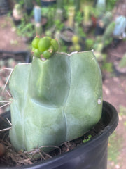 💎💎👑🌶️ Platform 9 3/4  — Rooted and Pupping Mid Chonk