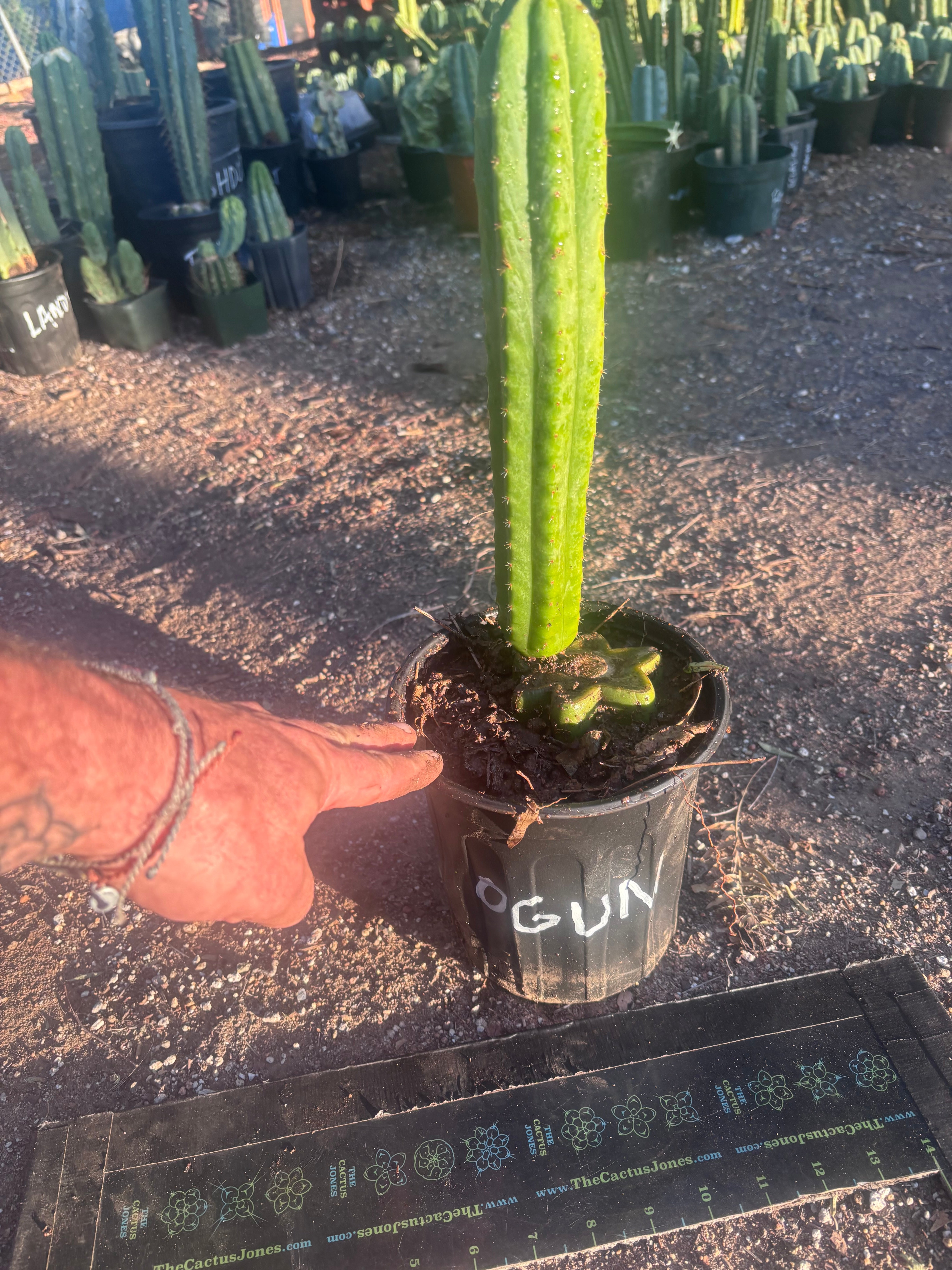 👑🌶️🌶️ Ogun — Rooted Mid with 13” Pup