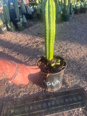 👑🌶️🌶️ Ogun — Rooted Mid with 13” Pup