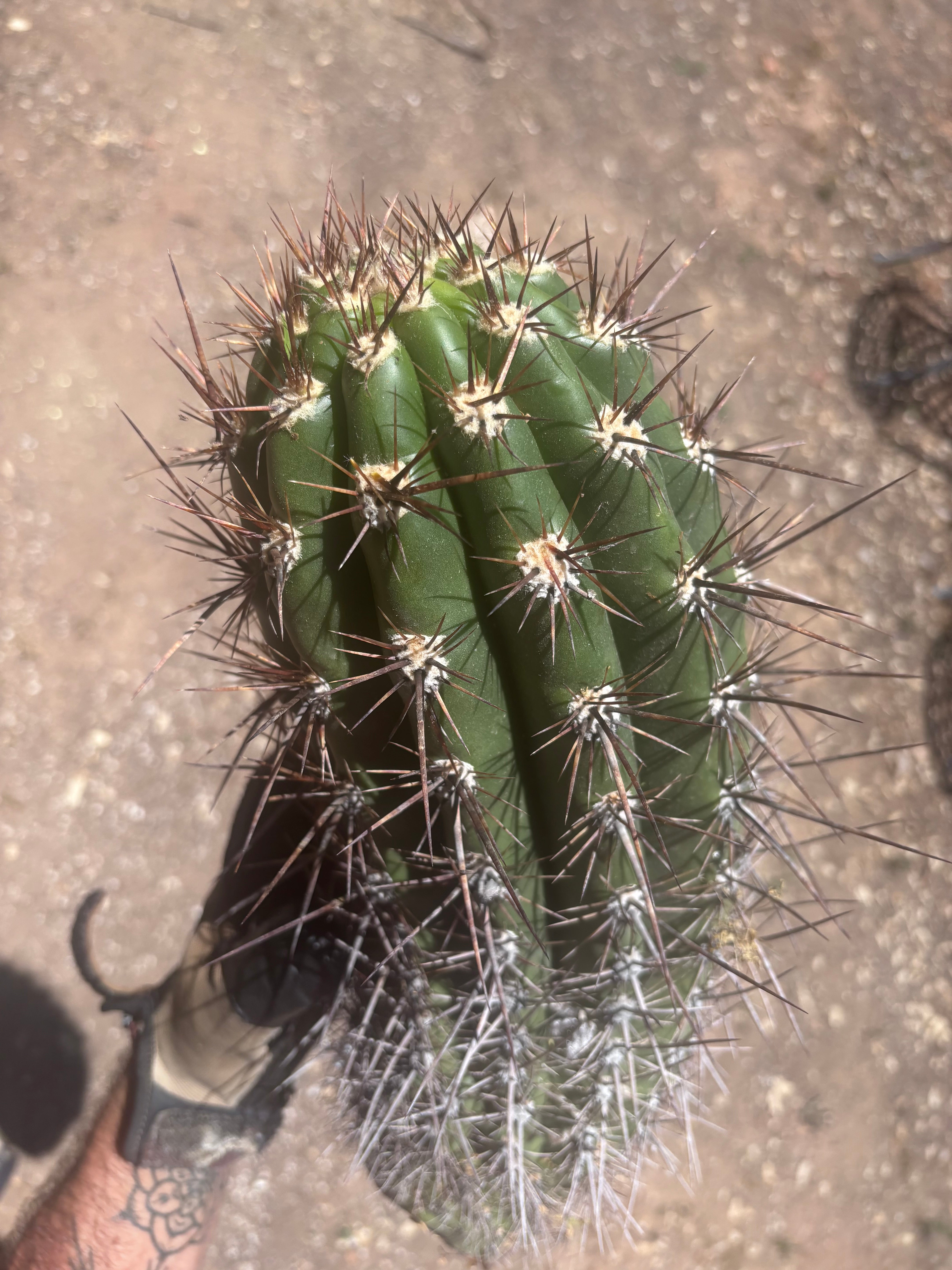 💎 Tacaquirensis — Massive 16” Pup