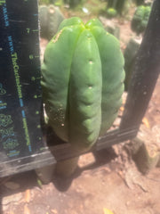 💎👑💎🌶️ Ferah — Fat 7.5” Pup