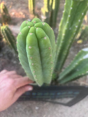 👑🌶️🌶️ Another Drop, Another Ogun — 9” Tip