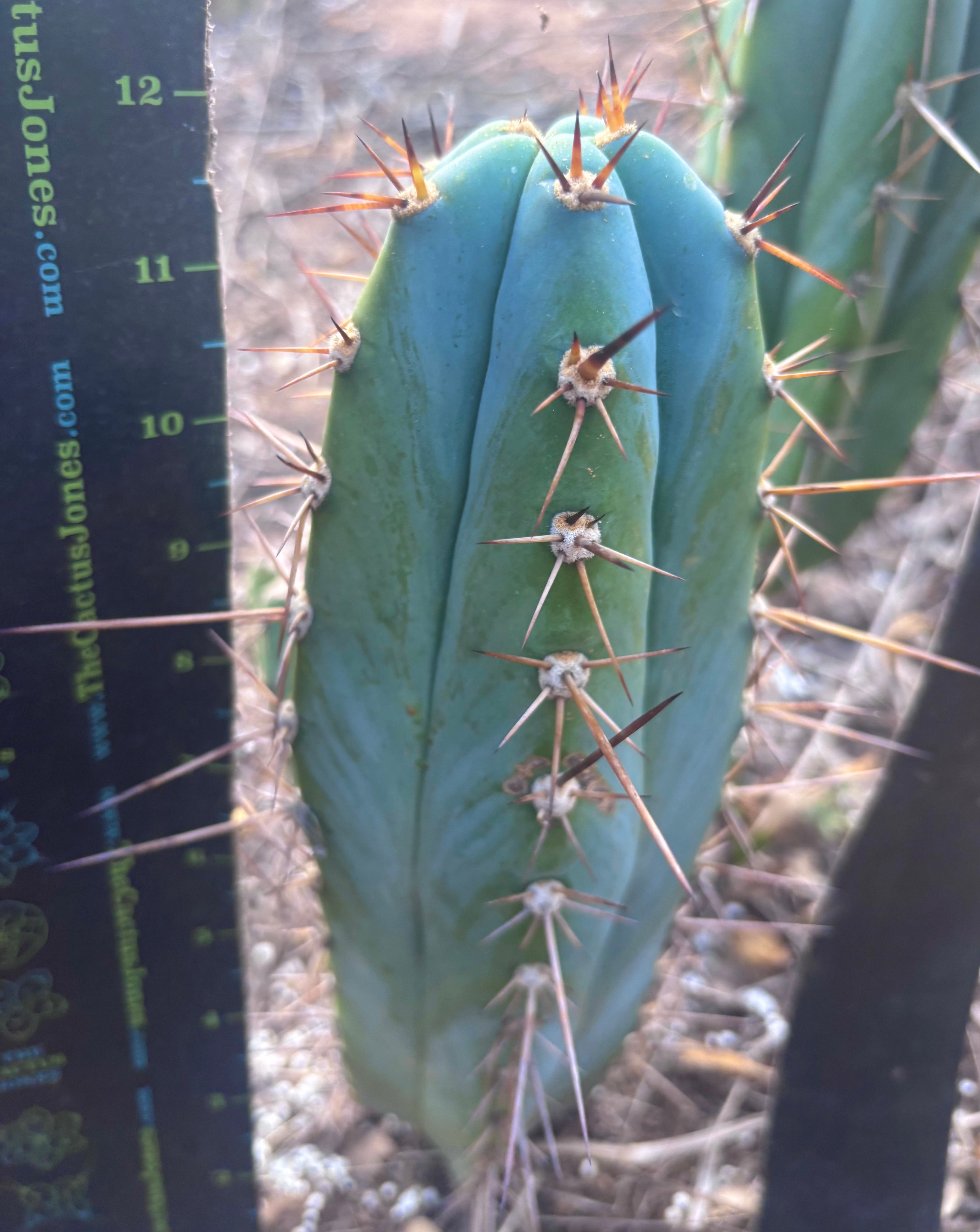 💎👑 Rosei 2 — 12” Pup