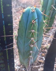 💎👑 Rosei 2 — 12” Pup