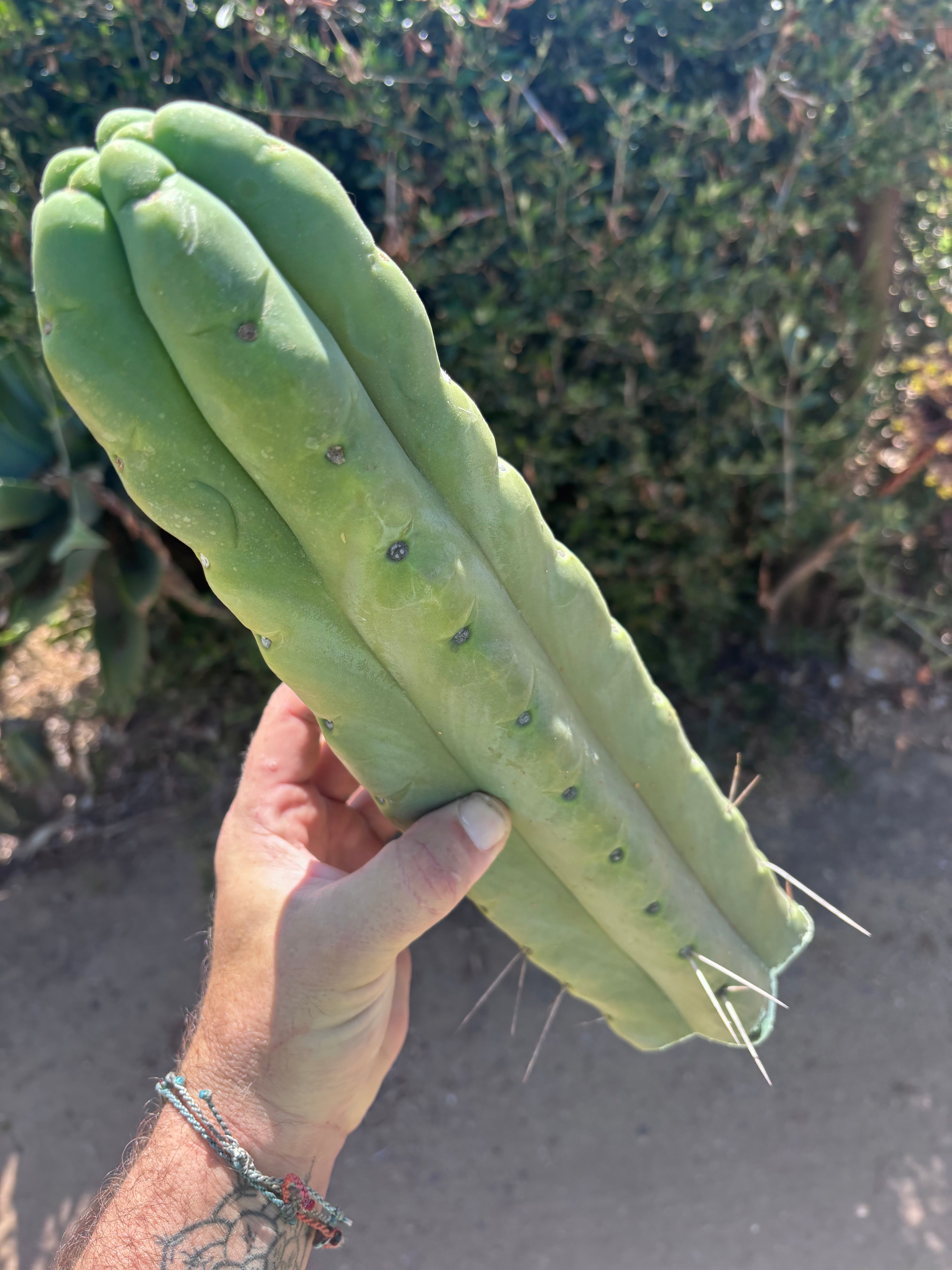 👑💎🌶️🌶️ Eileen — XL 14” Mega Tip