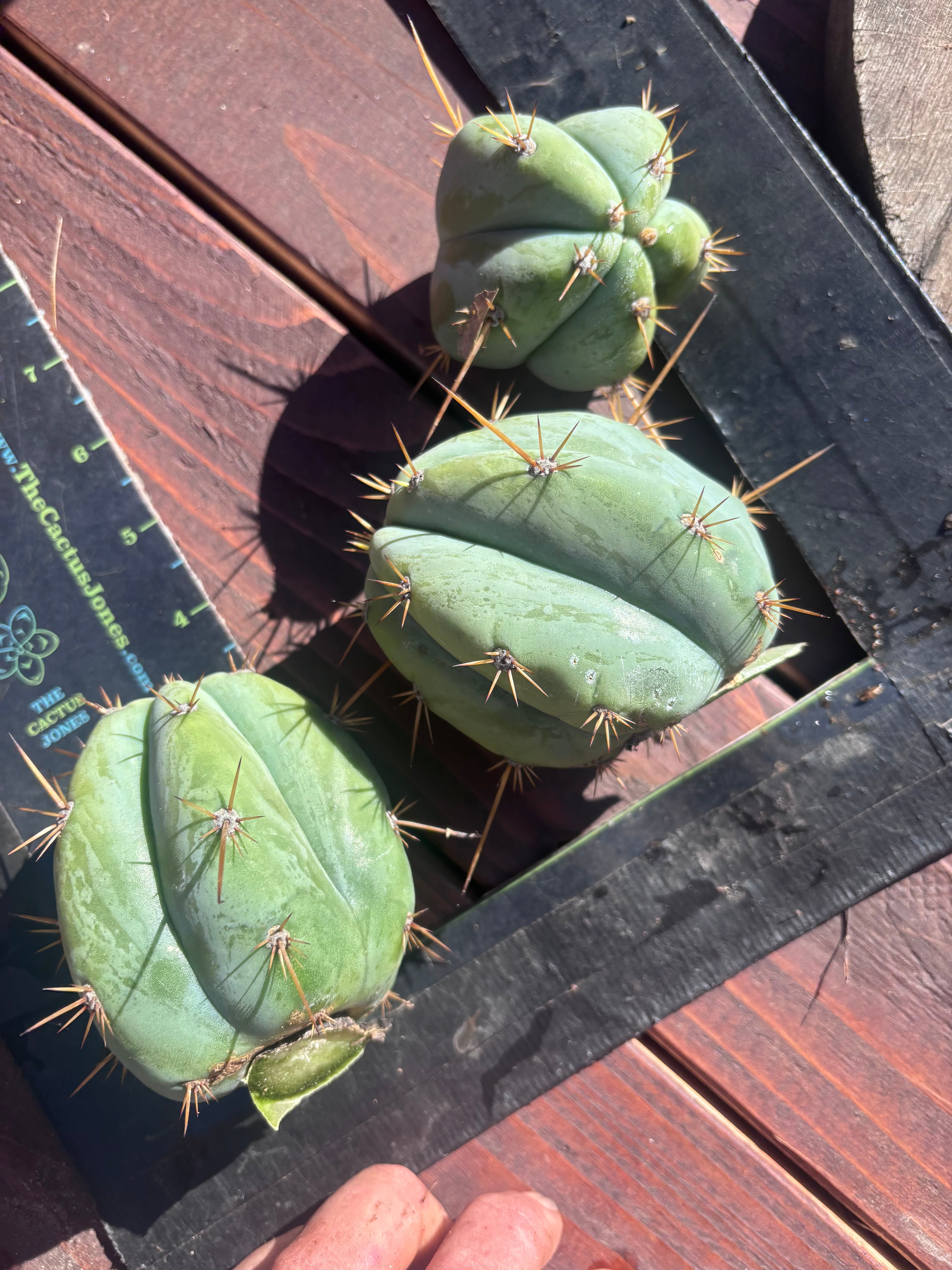 👑 Lotusland Huanu —  Pup Trio