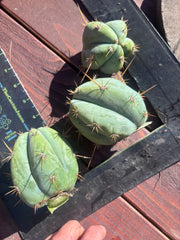 👑 Lotusland Huanu —  Pup Trio