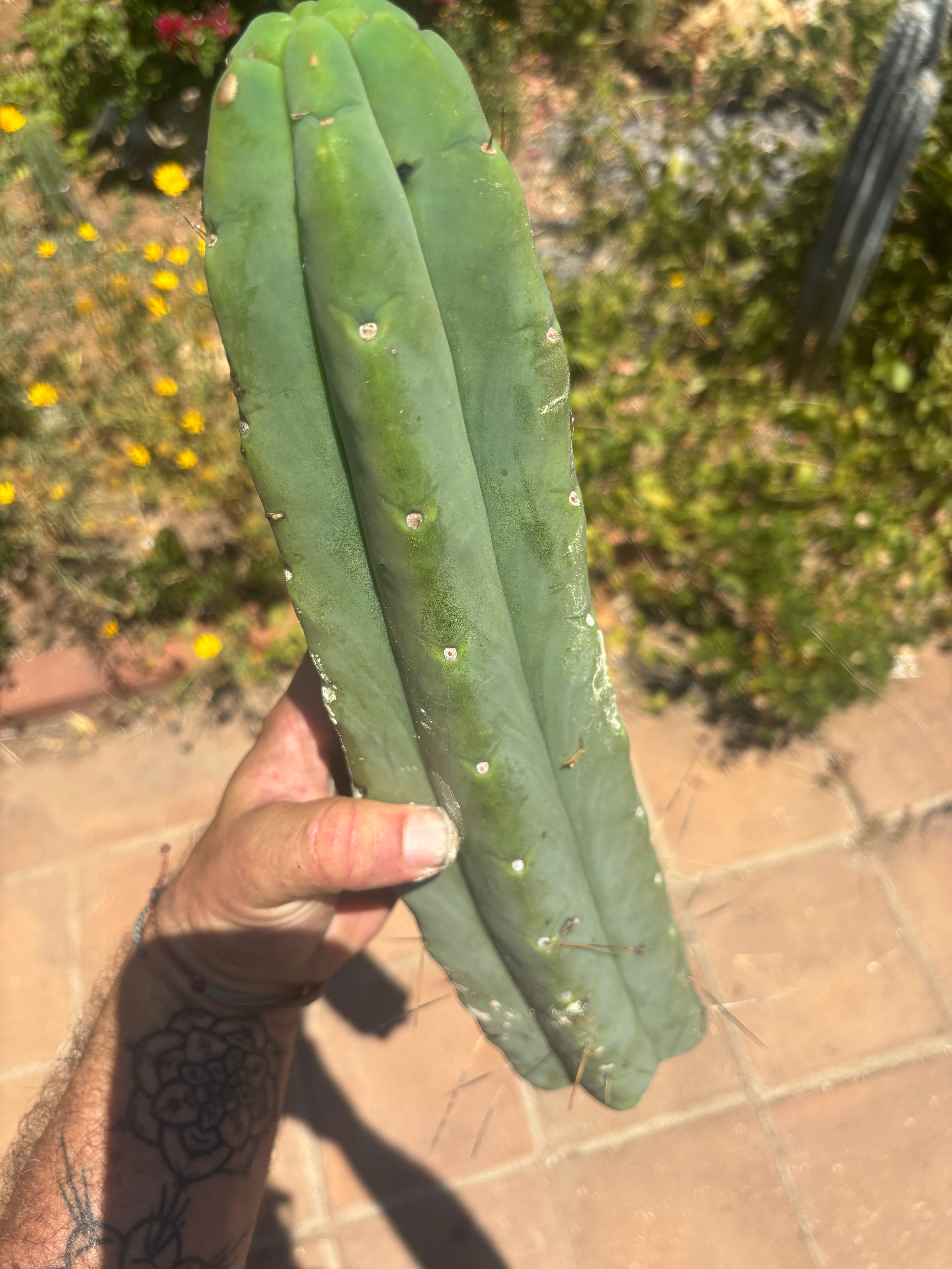👑💎🌶️🌶️ Eileen — 16” Mega Tip (Blemish Discount)
