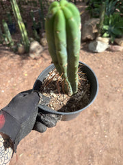 👑🌶️🌶️  Jiimz Twin Spine — *Rooted* 13” Tip