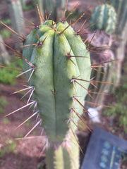 👑💎🌶️ CSD — 6.5” Tip