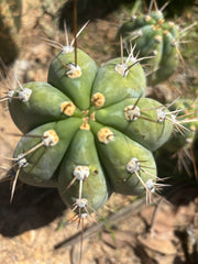 👑🌶️ CGG —  Melon Pup