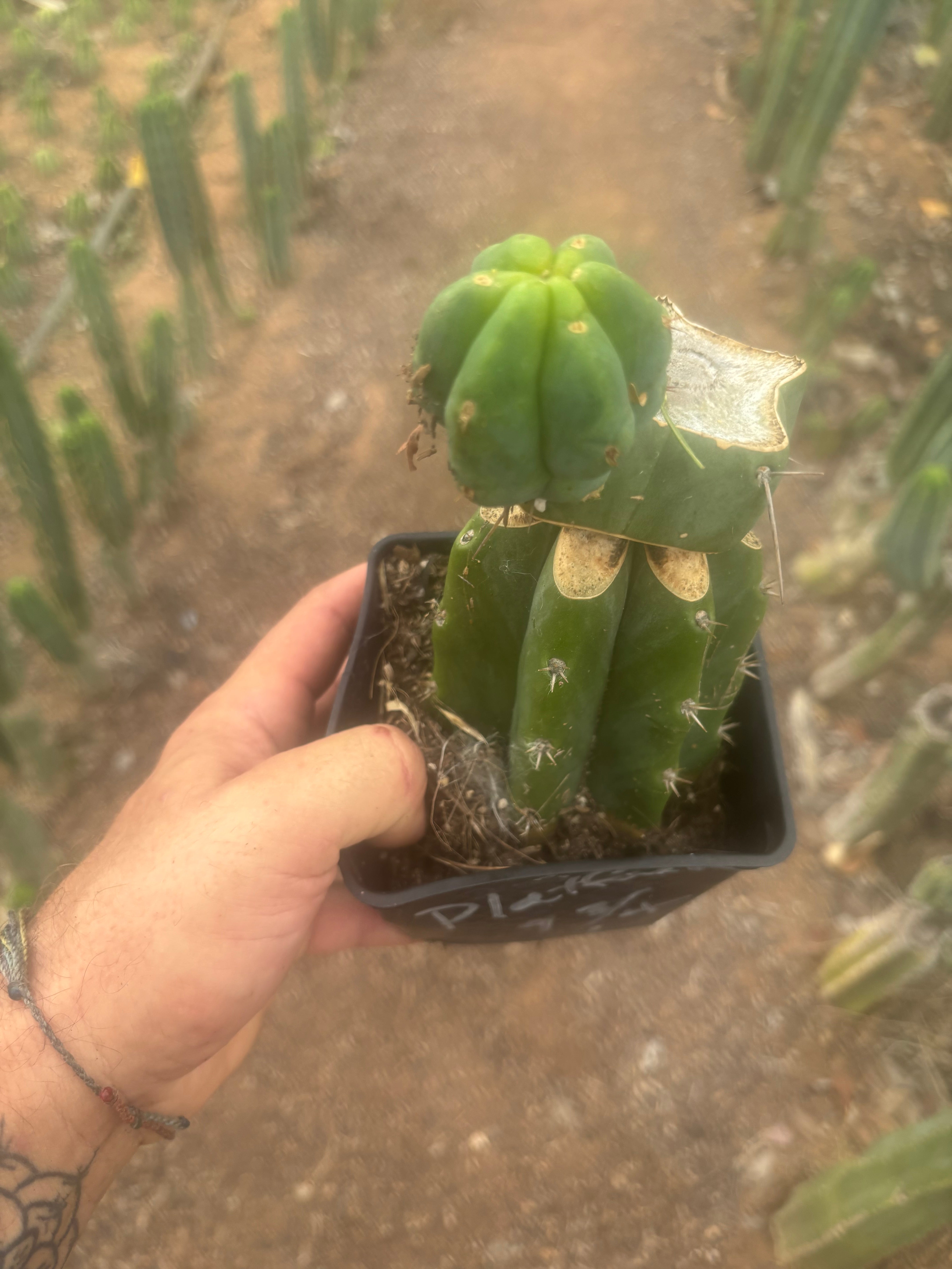 💎👑🌶️ Platform 9 3/4  — Established Puck Graft w/ Pup on Rooted PC