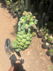 💎👑 Glorp —  XL Pupsploding Graft