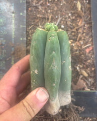 👑💎🌶️  CSD — Another Pup Graft on Rooted Pierre