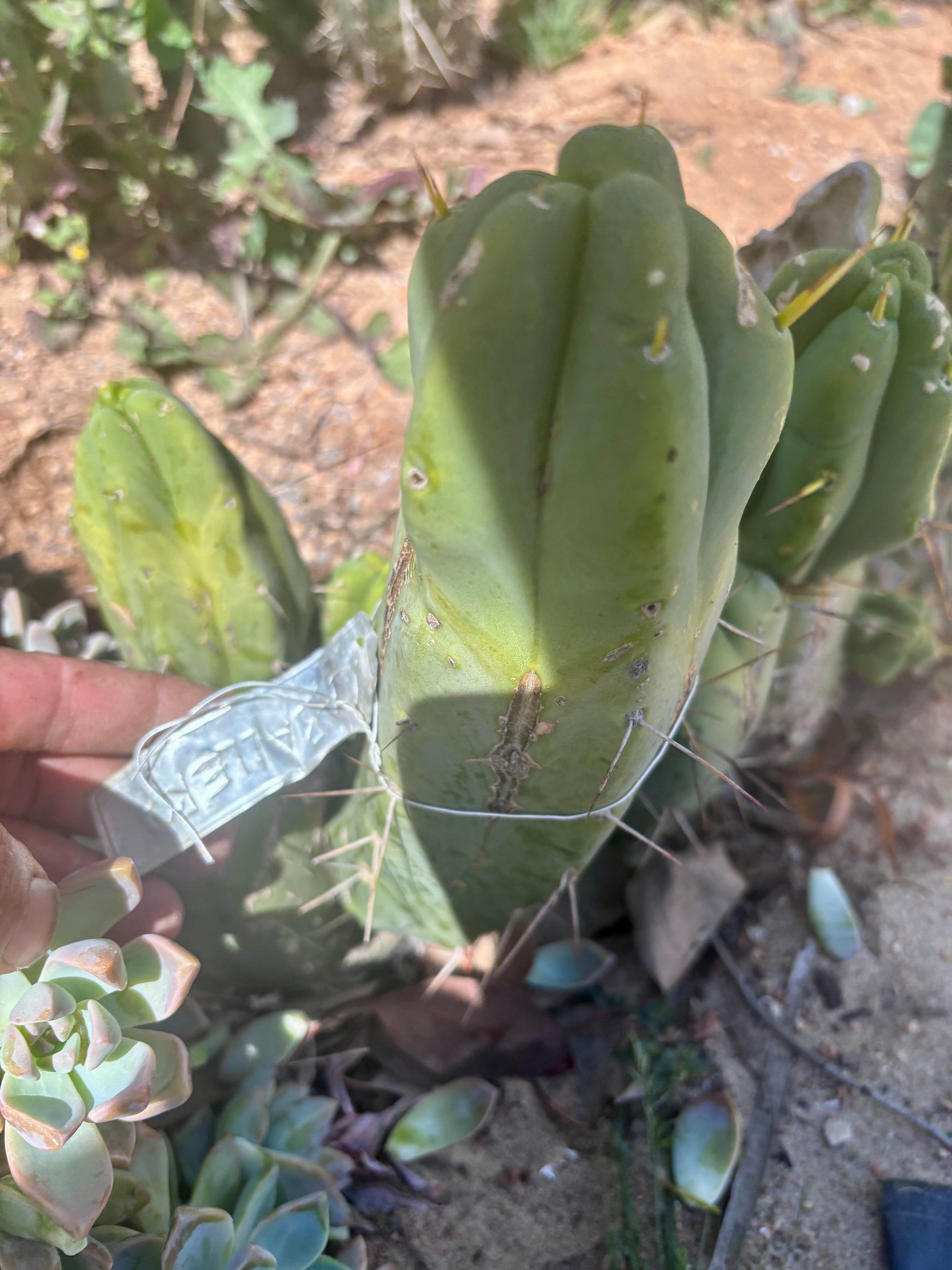 👑💎🌶️ Caballero — 9” Pup
