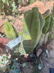 👑💎🌶️ Caballero — 9” Pup