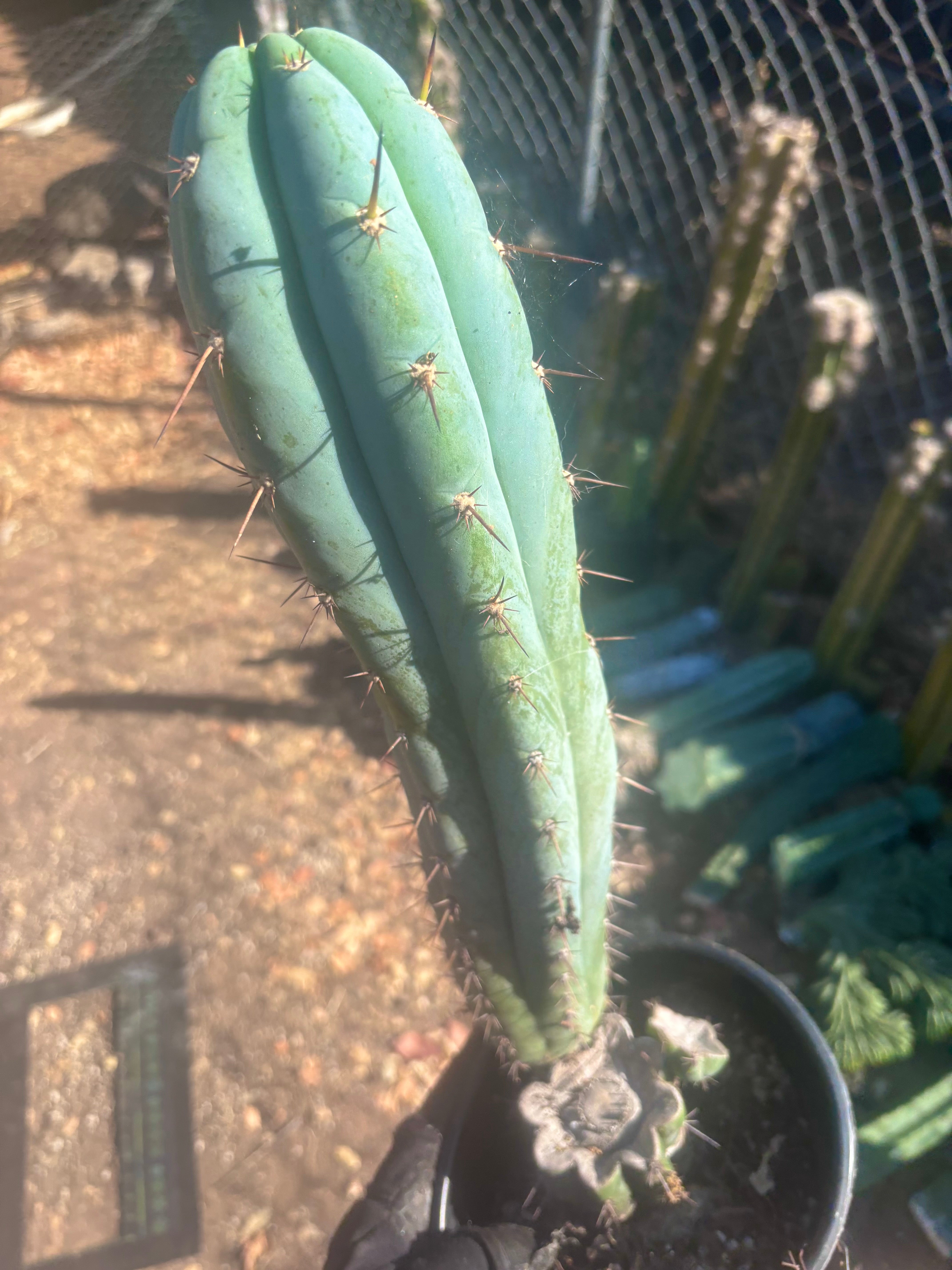 💎 Sharxx Blue x Rosei 2 — XL Rooted