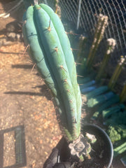💎 Sharxx Blue x Rosei 2 — XL Rooted