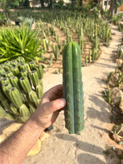 10” Bridgesii Tips — FREE ADD-ON ITEM!