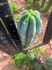 Sharxx Blue x Scop — Glowing 10” Tips