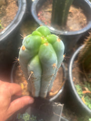 👑 Trent — Frosty 7.5” Tip