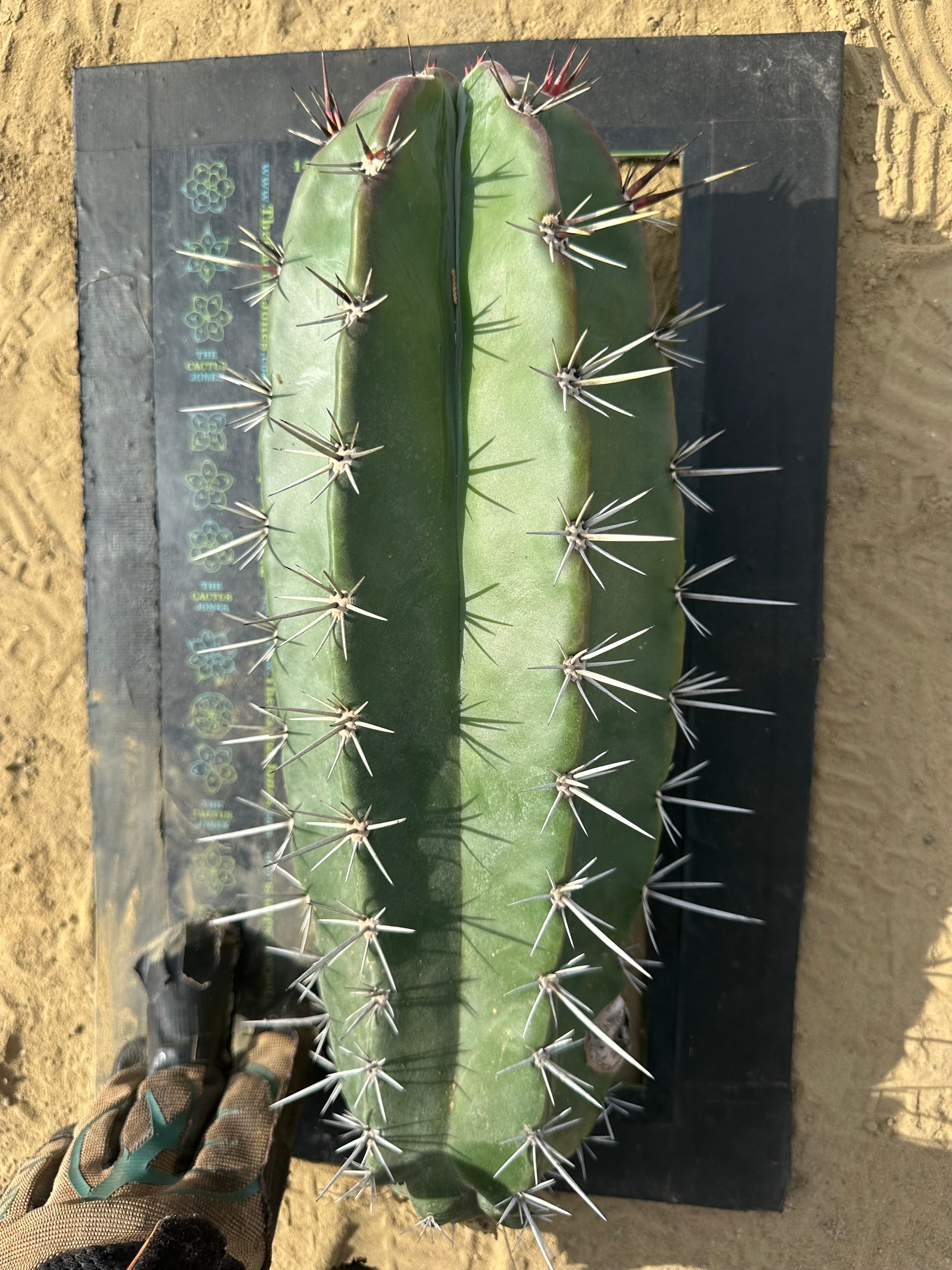 Stenocereus Huasticorum — XL 15” Pup