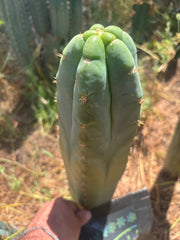 💎👑🌶️ Bob’s Colossus — Beefy 11” Tip