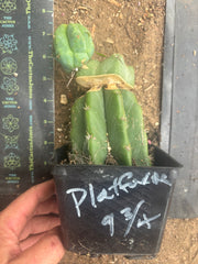 💎👑🌶️ Platform 9 3/4  — Established Puck Graft w/ Pup on Rooted PC