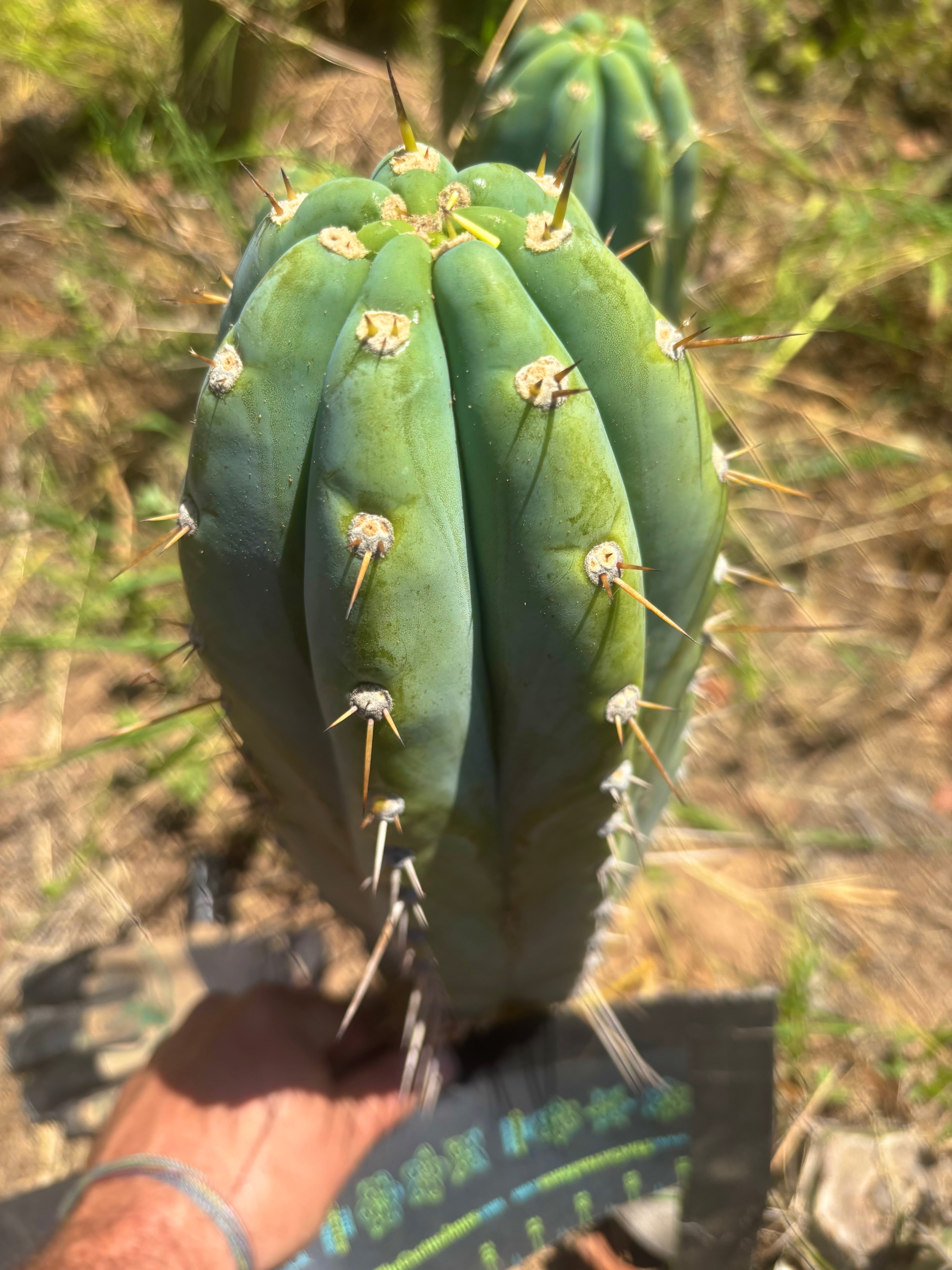 💎👑🐳 Balboa Blue — Massive 14” Pup