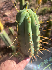 👑🌶️ MJC01  — 8” Pup