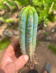 👑🌶️🌶️ Pala! — ROOTED 11” Tip