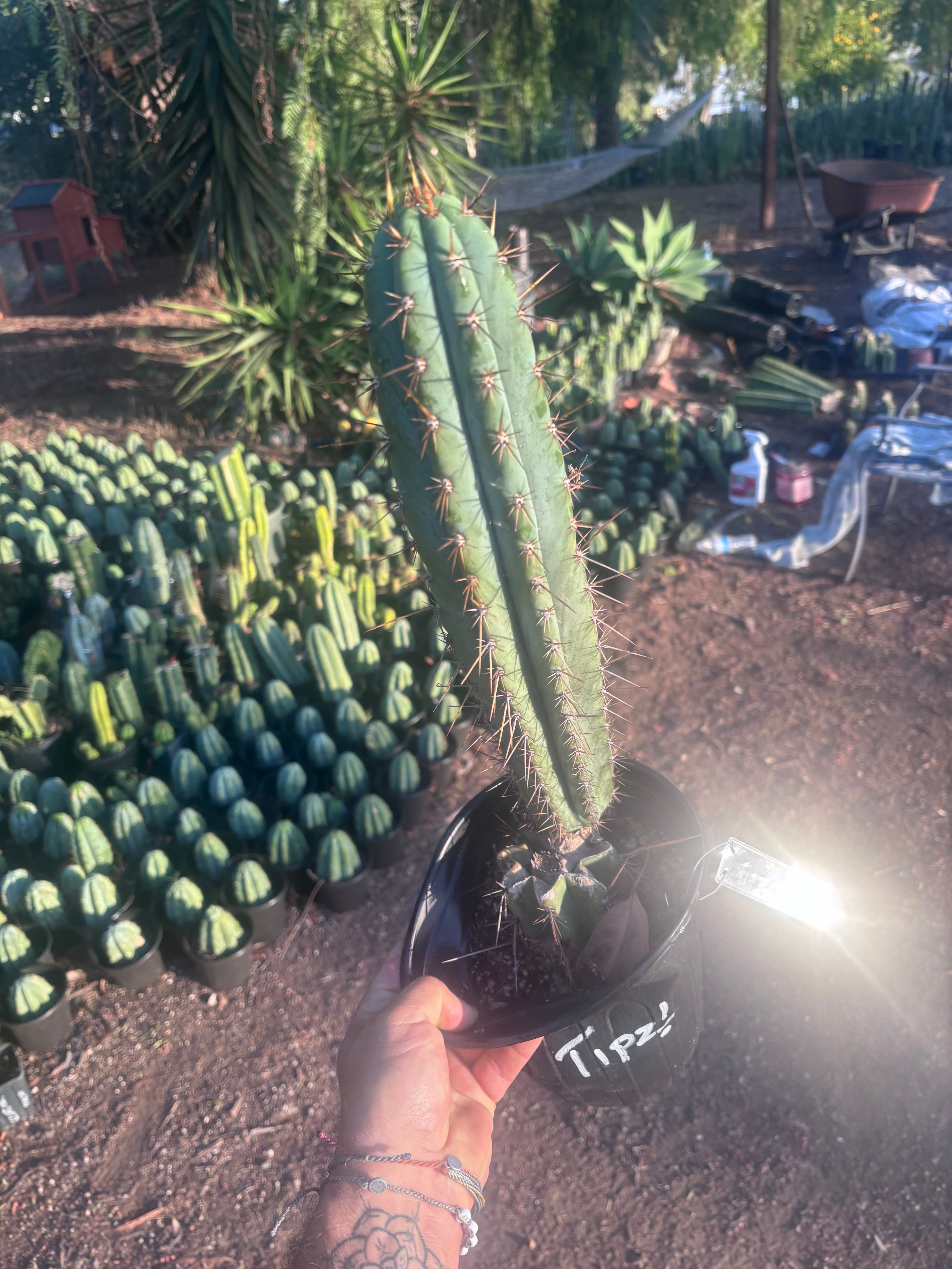 💎👑💎(🌶️ ) Tipz — Fully Rooted 16”