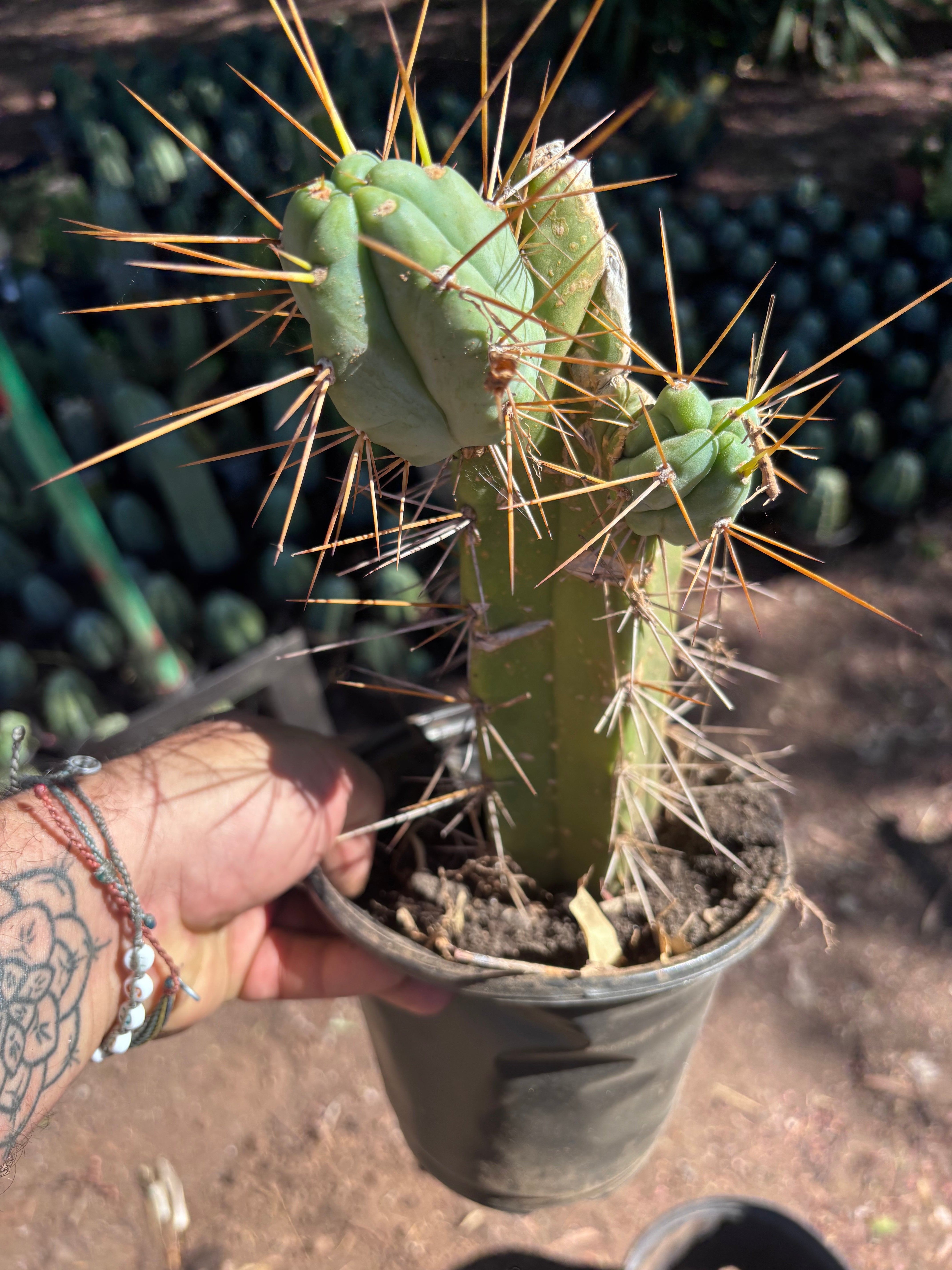 👑🌶️ Chucky — Rooted 10” Pupping Mid