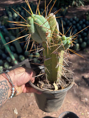 👑🌶️ Chucky — Rooted 10” Pupping Mid