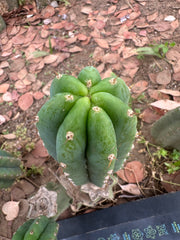 👑🌶️🌶️ Landfill — 10” Pup