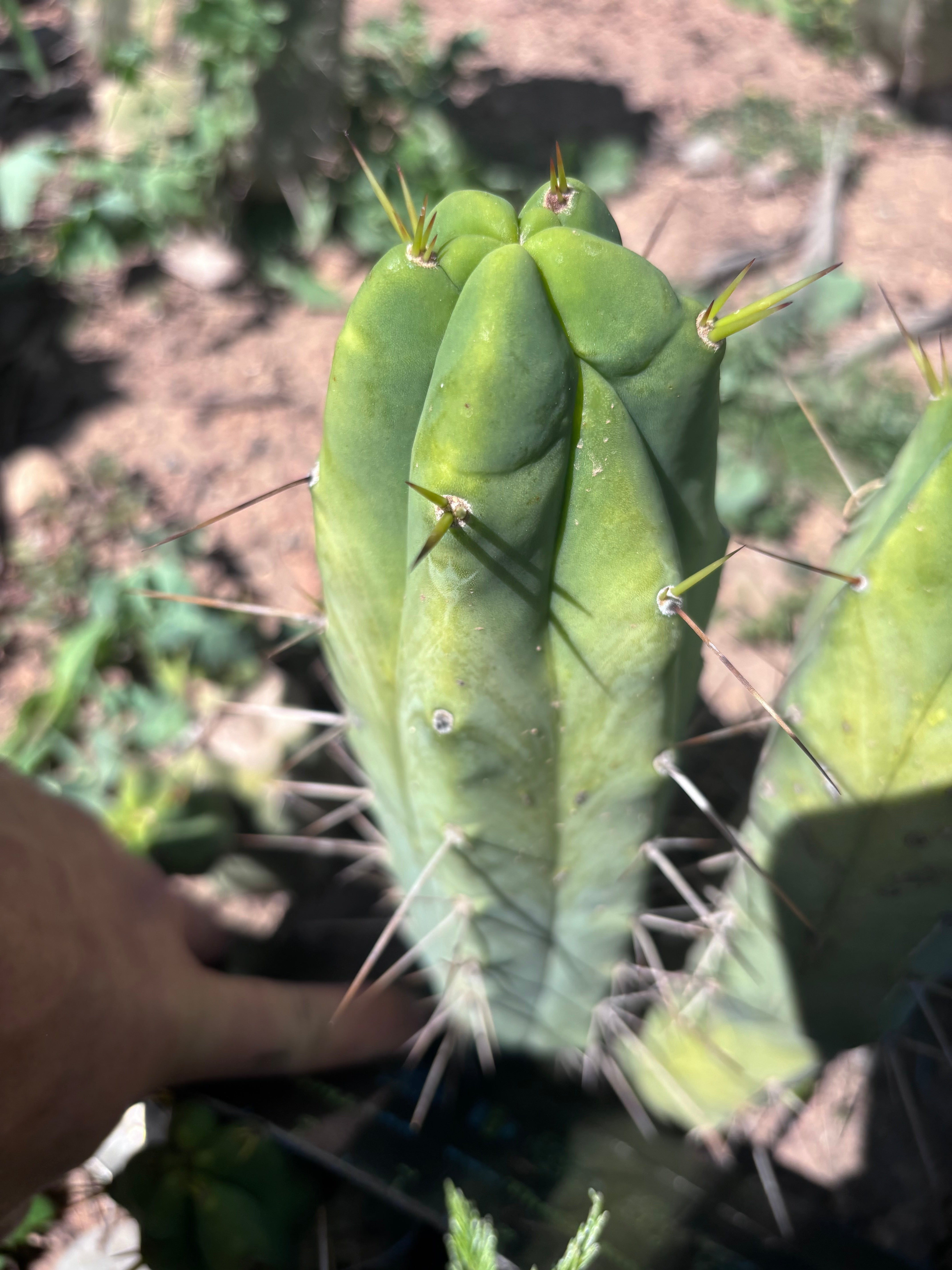 👑💎🌶️ Foolsbreath — 10” Pup