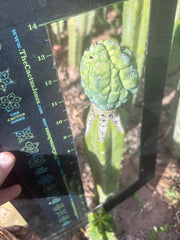 👑💎 Glorp! Another Tip Graft