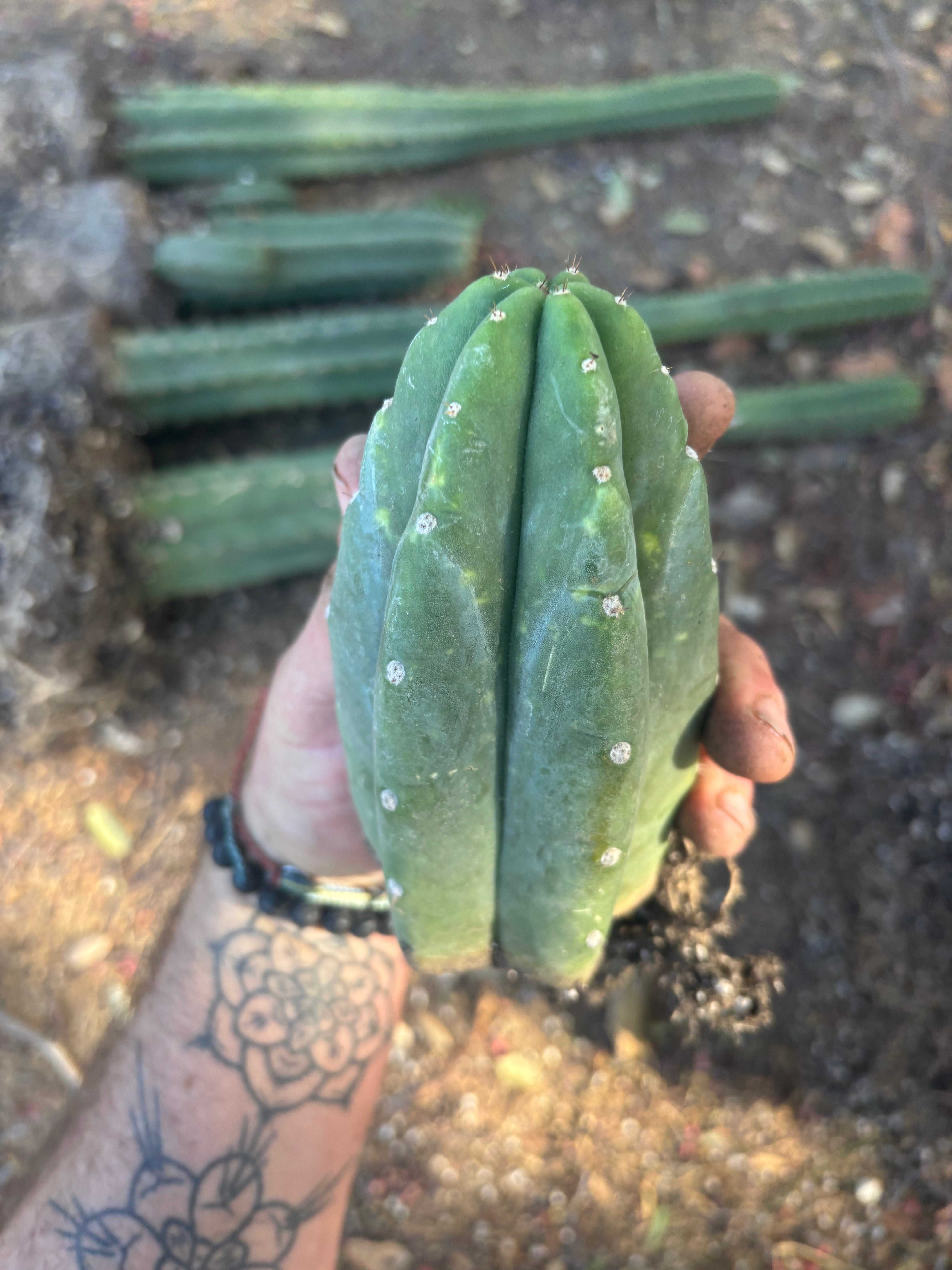 👑🌶️🌶️ Landfill — Rooted Tip