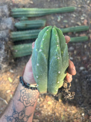 👑🌶️🌶️ Landfill — Rooted Tip