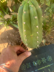 💎👑🌶️ Maranonensis — Chonky 8” Pup