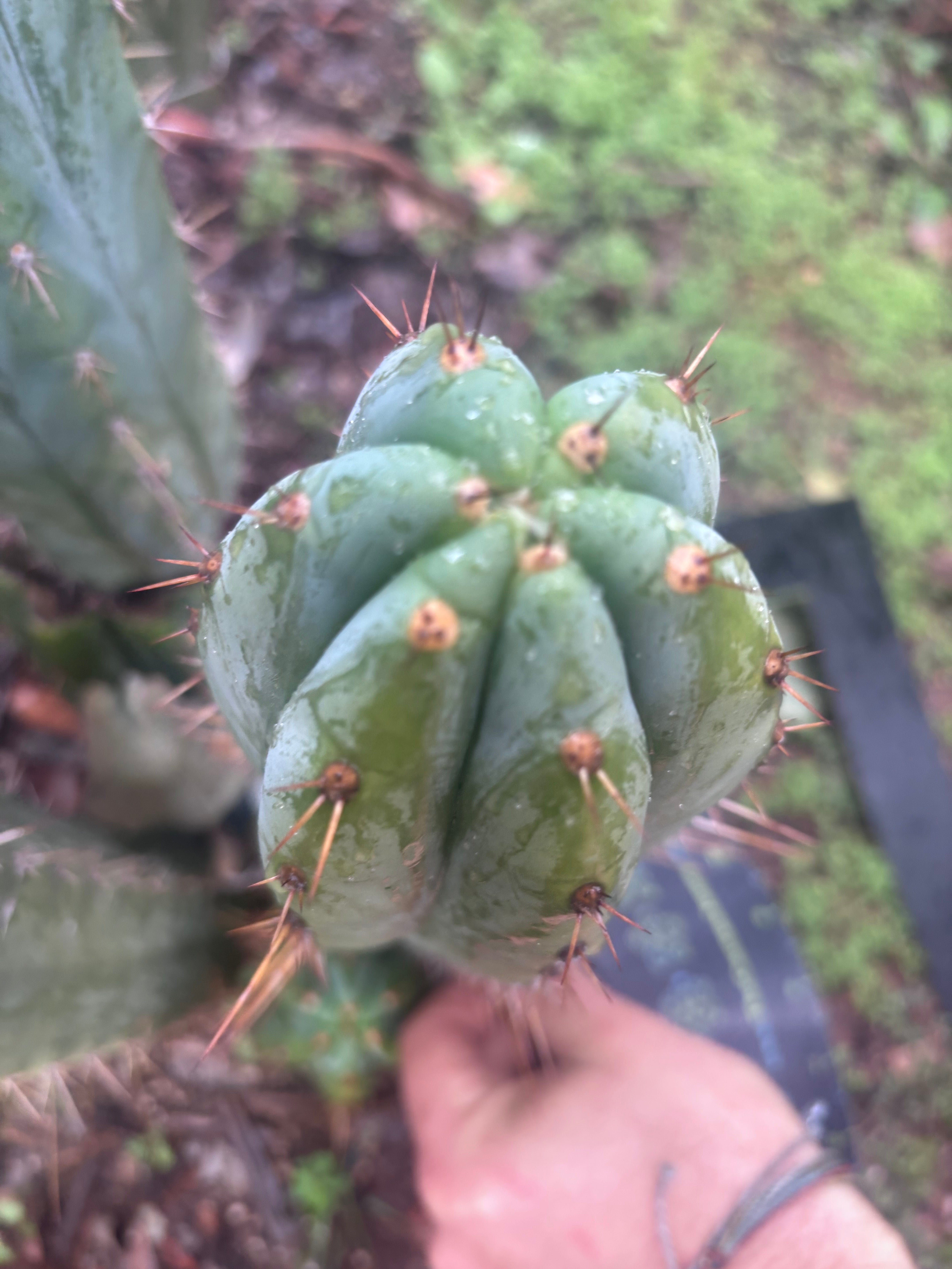 👑🌶️ Kimnach — Beefy 10” Tip